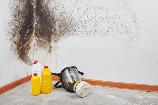Best Mold Cleaning Services  in Hettinger, ND
