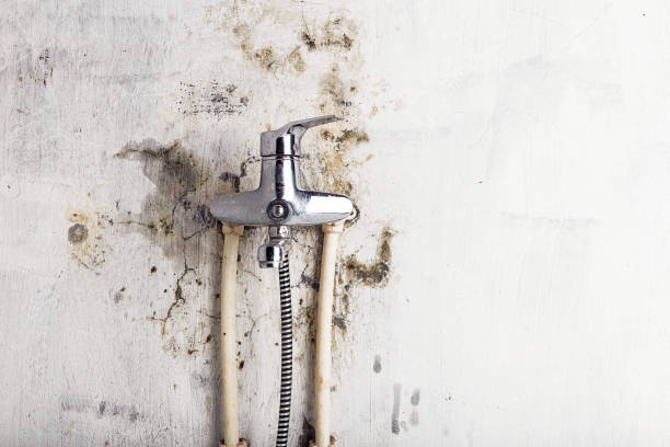 Best Professional Mold Removal  in Hettinger, ND