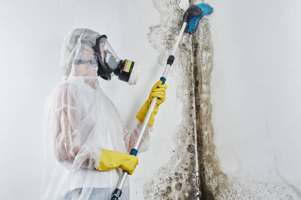 Best Office Mold Removal Services  in Hettinger, ND