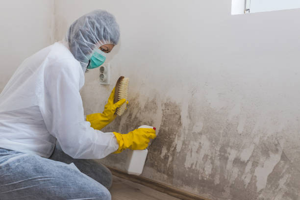 Best Mold Cleaning Services  in Hettinger, ND