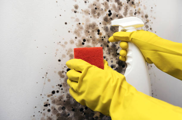 Best Affordable Mold Removal  in Hettinger, ND