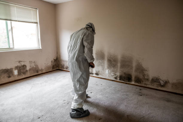Best Mold Removal Process  in Hettinger, ND