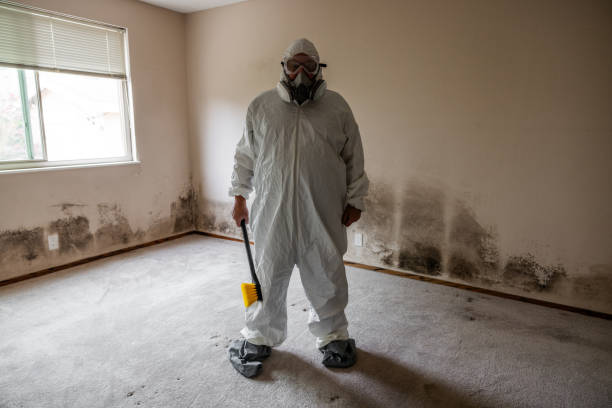Best Attic Mold Removal  in Hettinger, ND