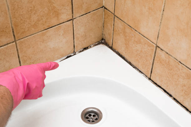 Best Local Mold Removal Service  in Hettinger, ND